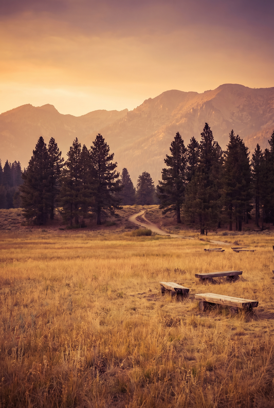 Scenic national park landscape with pine trees, mountain view, and warm golden hour light
